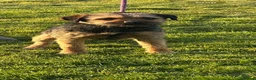 Border Terrier dogs for sale: Lovely border terrier  - Advert 1
