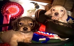 Miniature Dachshund dogs for sale: Pra clear mini smooth dachshund  - Image 8