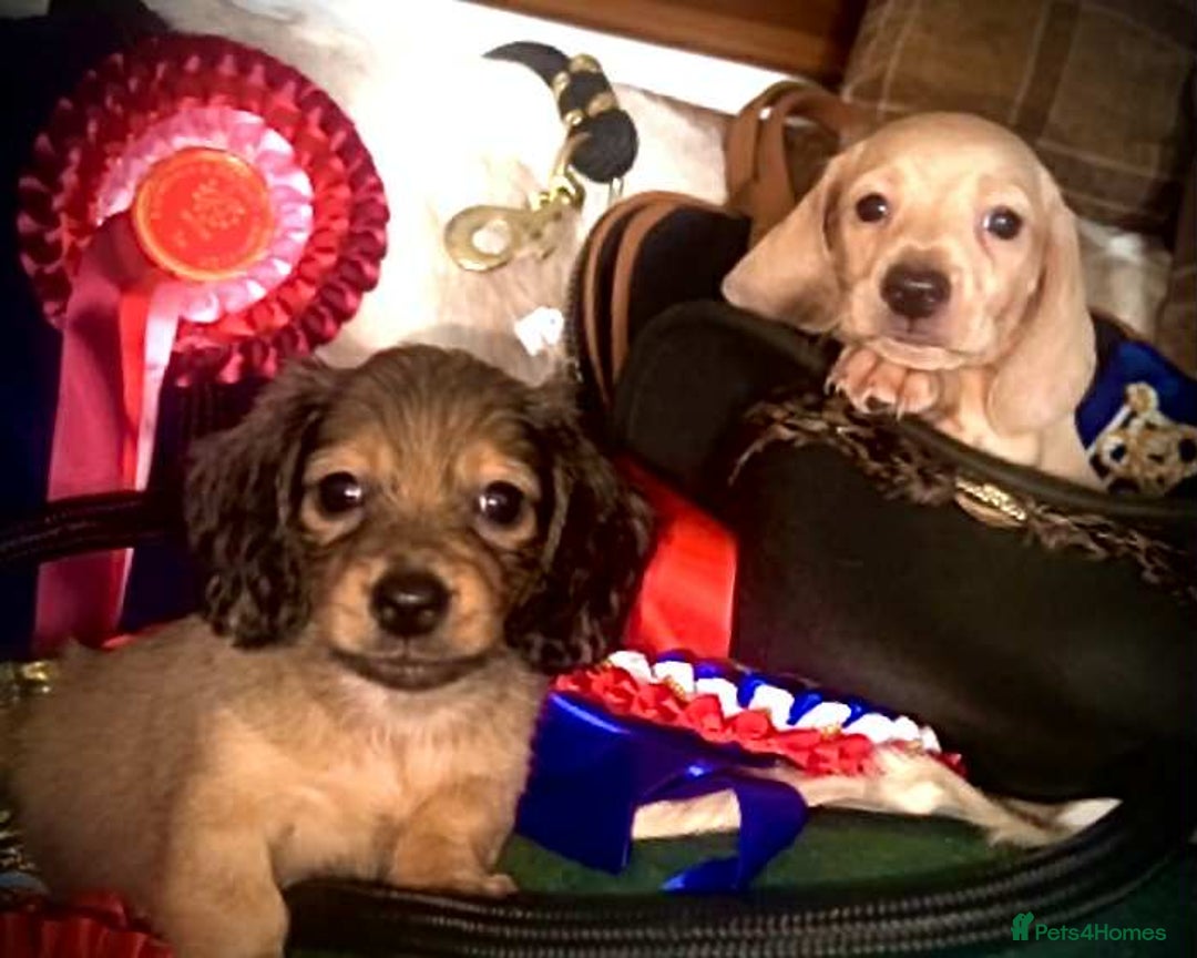 Miniature Dachshund dogs for sale: Pra clear mini smooth dachshund  - Image 8