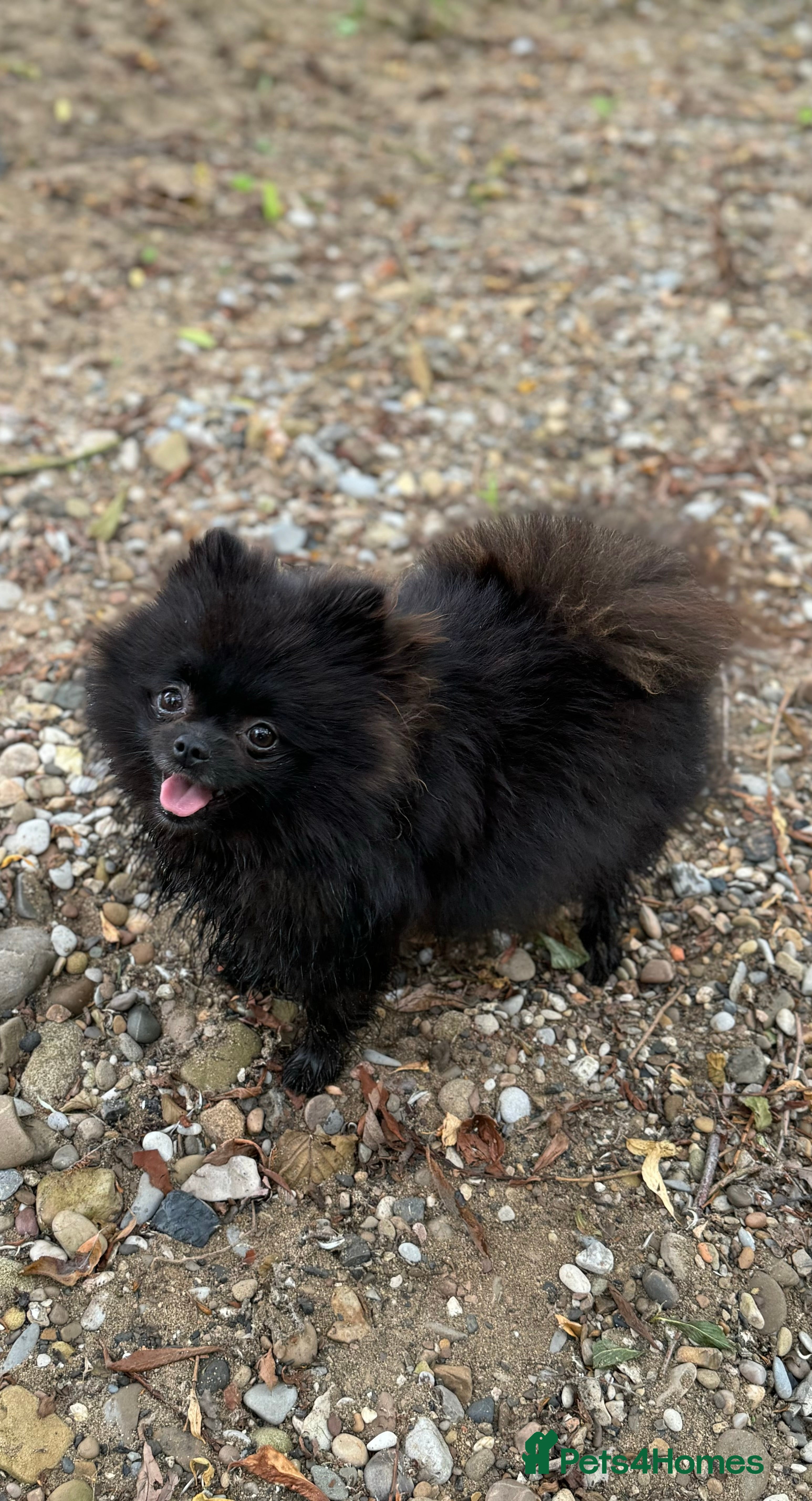 Pomeranian dogs 2 sweet tiny boys! - Advert 2