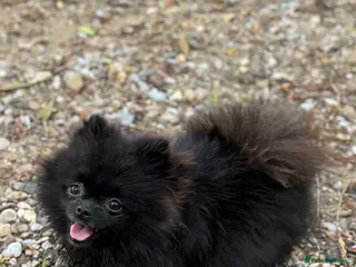 Pomeranian dogs 2 sweet tiny boys! - Advert 2