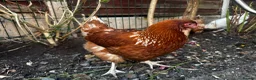 Chickens poultry for sale: 4 Hens for £70 in Manchester - Advert 13
