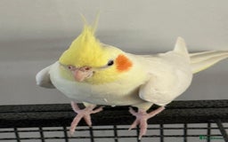 Cockatiels birds for sale: Cockateils breeding pair - Image 3