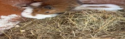 Mini Lion Lop rabbits for sale: Mini lion lops  - Advert 1