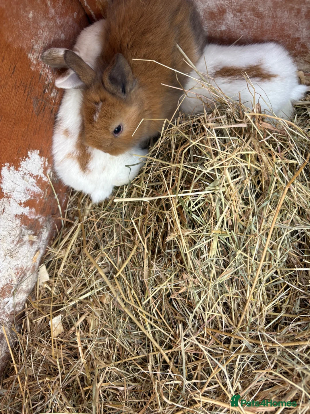 Mini Lion Lop rabbits for sale: Mini lion lops  - Advert 1