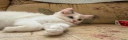 Ragdoll cats for sale: Beautiful Ragdoll kittens  - Advert 11