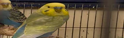 Budgerigars birds for sale: 7 Budgies for sale  - Advert 7