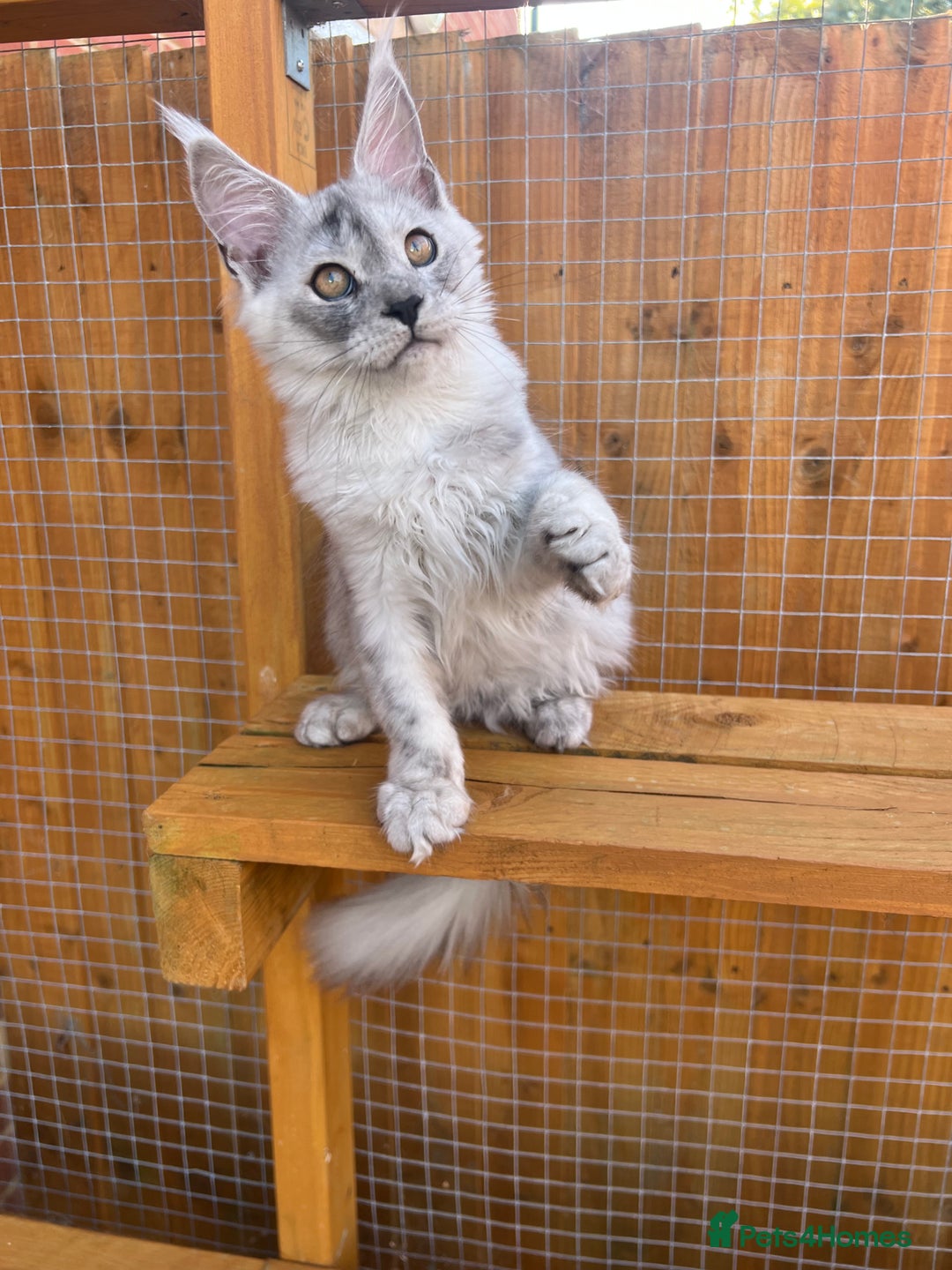 Maine Coon cats for sale: TICA Maine Coon girl female high black smoke  - Image 9