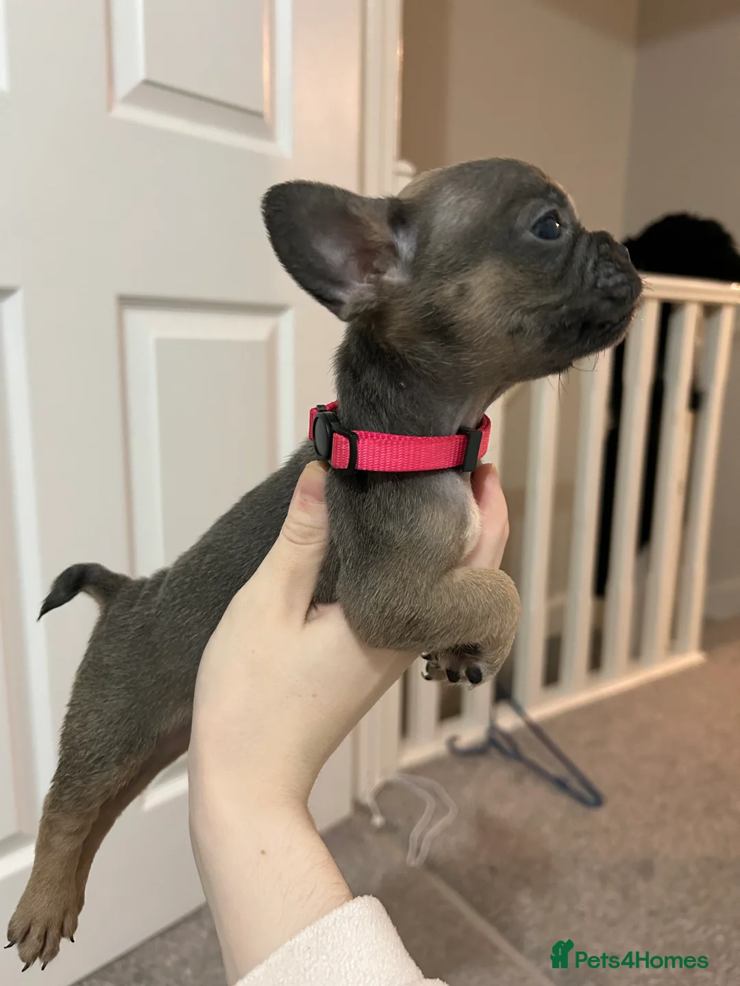French Bulldog dogs for sale: FLUFFY PINK ISABELLA BLUE TAN KC REGISTERED  - Advert 22