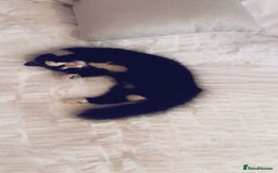 British Longhair cats for sale: 3 year old adorable kitty 🐱 💗 - Image 1