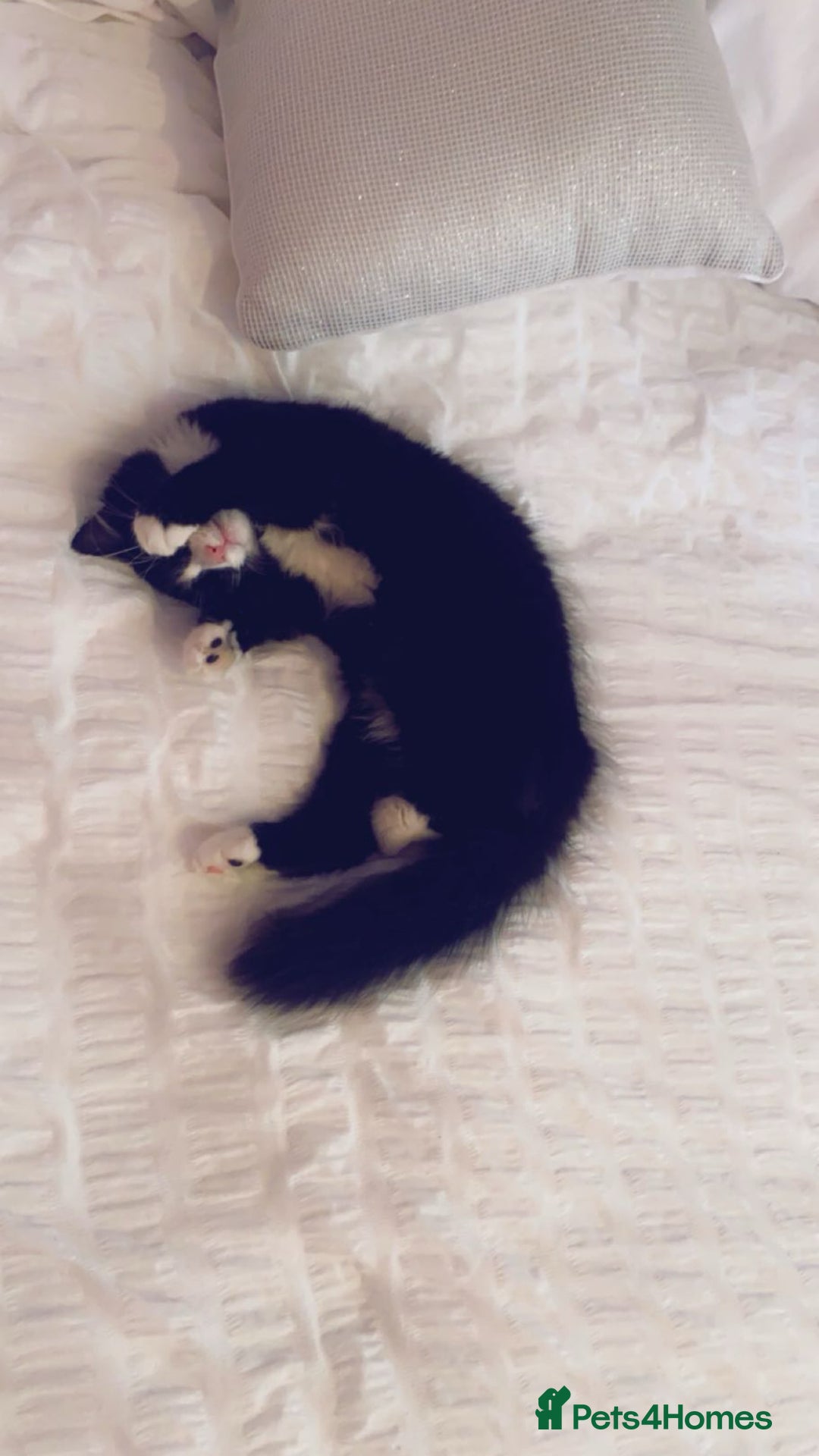 British Longhair cats for sale: 3 year old adorable kitty 🐱 💗 - Image 1