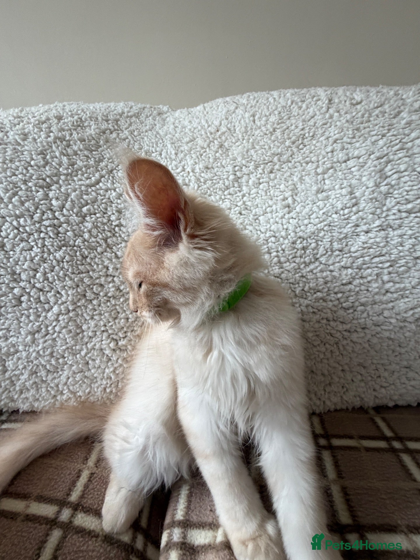 Maine Coon cats Maine Coon 3/4 Cross Kittens  - Advert 2