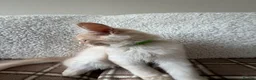 Maine Coon cats for sale: Maine Coon 3/4 Cross Kittens  - Advert 2