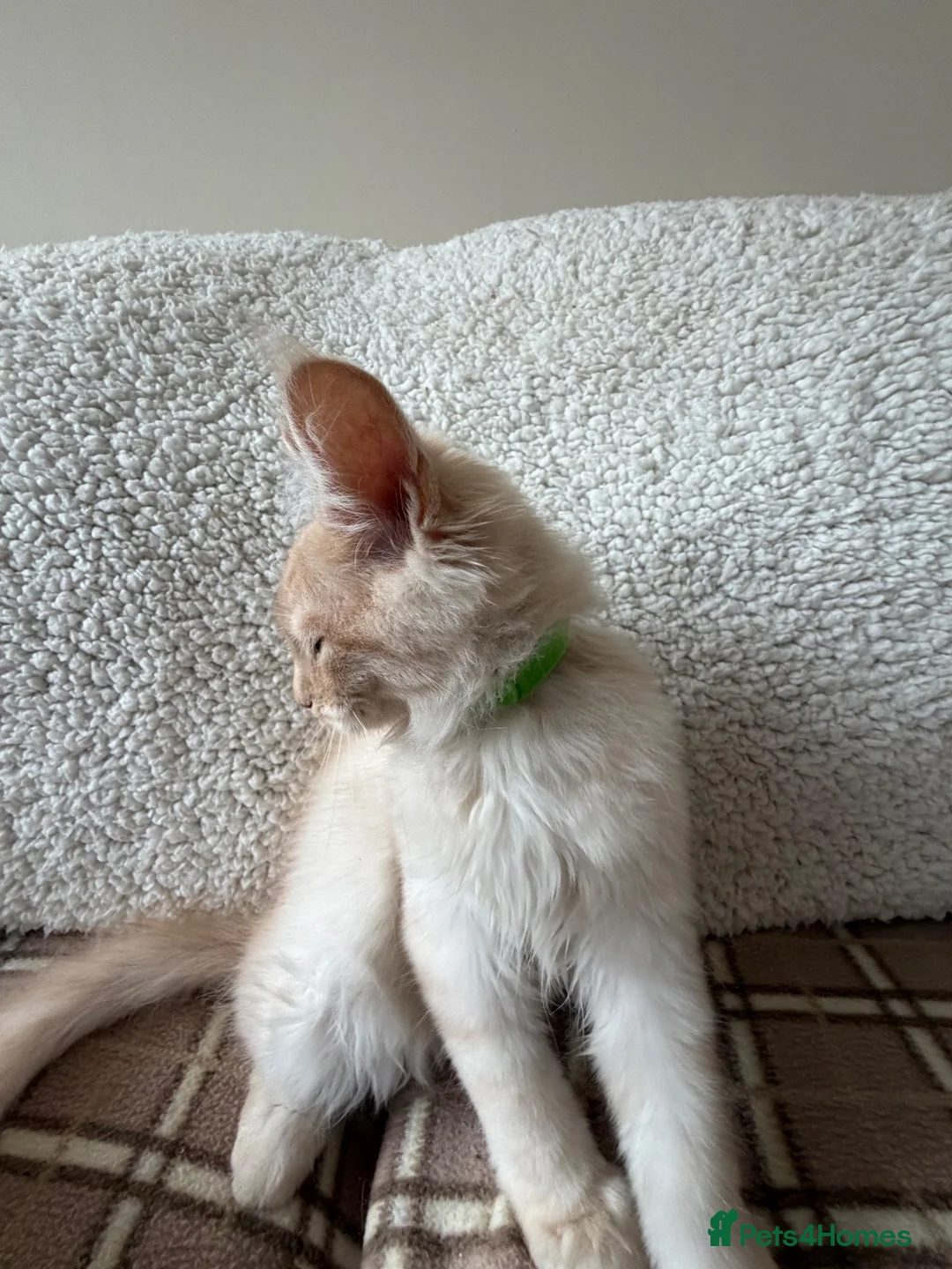 Maine Coon cats for sale: Maine Coon 3/4 Cross Kittens  - Advert 2