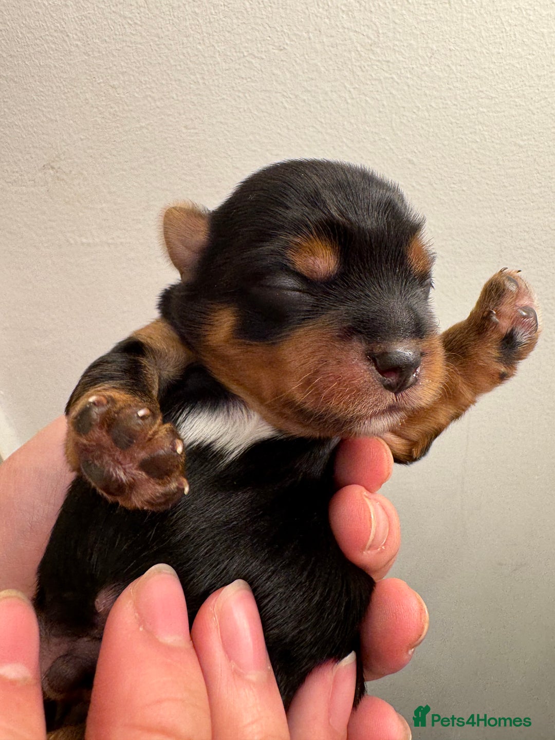 Yorkshire Terrier dogs for sale: Yorkshire Terrier Boys~Harry, Ron, Fred & George  - Advert 2