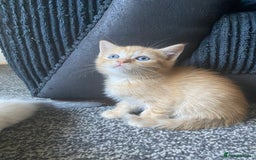 Ragdoll cats for sale: stunning ragdoll kittens - Image 13