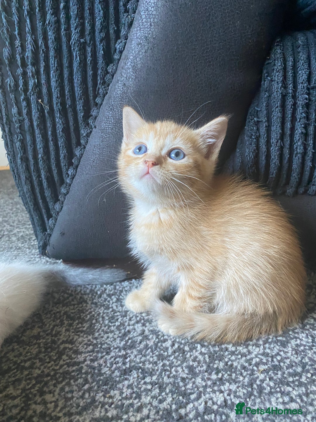 Ragdoll cats for sale: stunning ragdoll kittens - Image 13