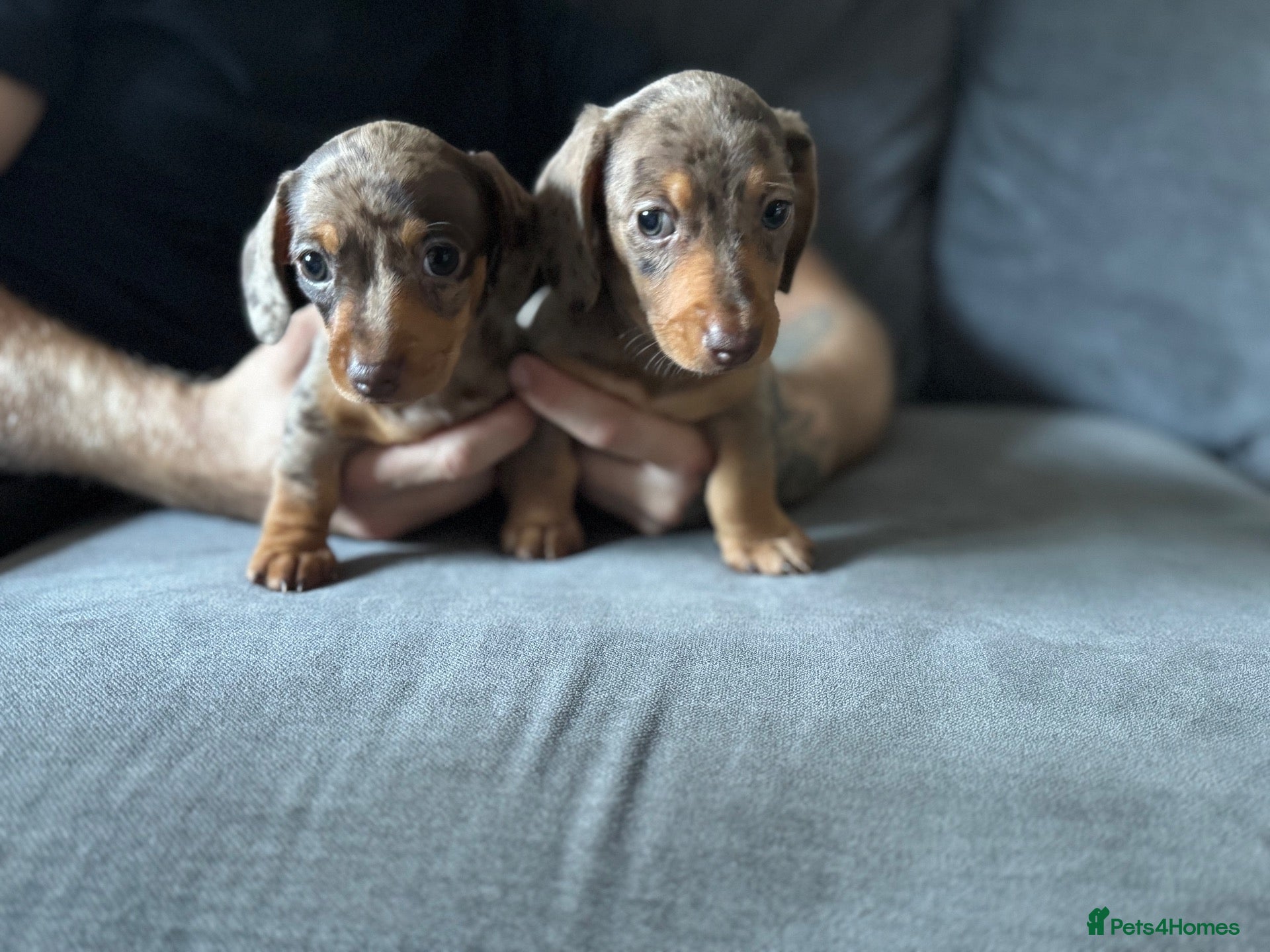 Miniature Dachshund dogs GORGEOUS Miniature Dachshund puppies - Advert 2