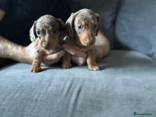 Miniature Dachshund dogs GORGEOUS Miniature Dachshund puppies - Advert 2