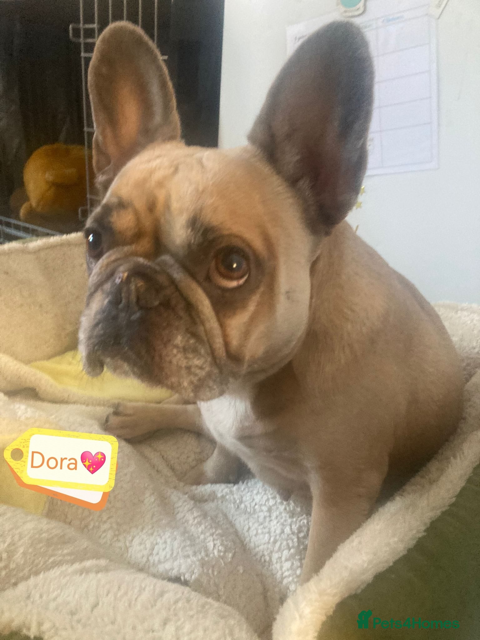 French Bulldog dogs 💖DORA-Betrayed Many Times, But Still Loving💖 - Advert 3