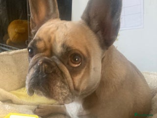 French Bulldog dogs 💖DORA-Betrayed Many Times, But Still Loving💖 - Advert 2