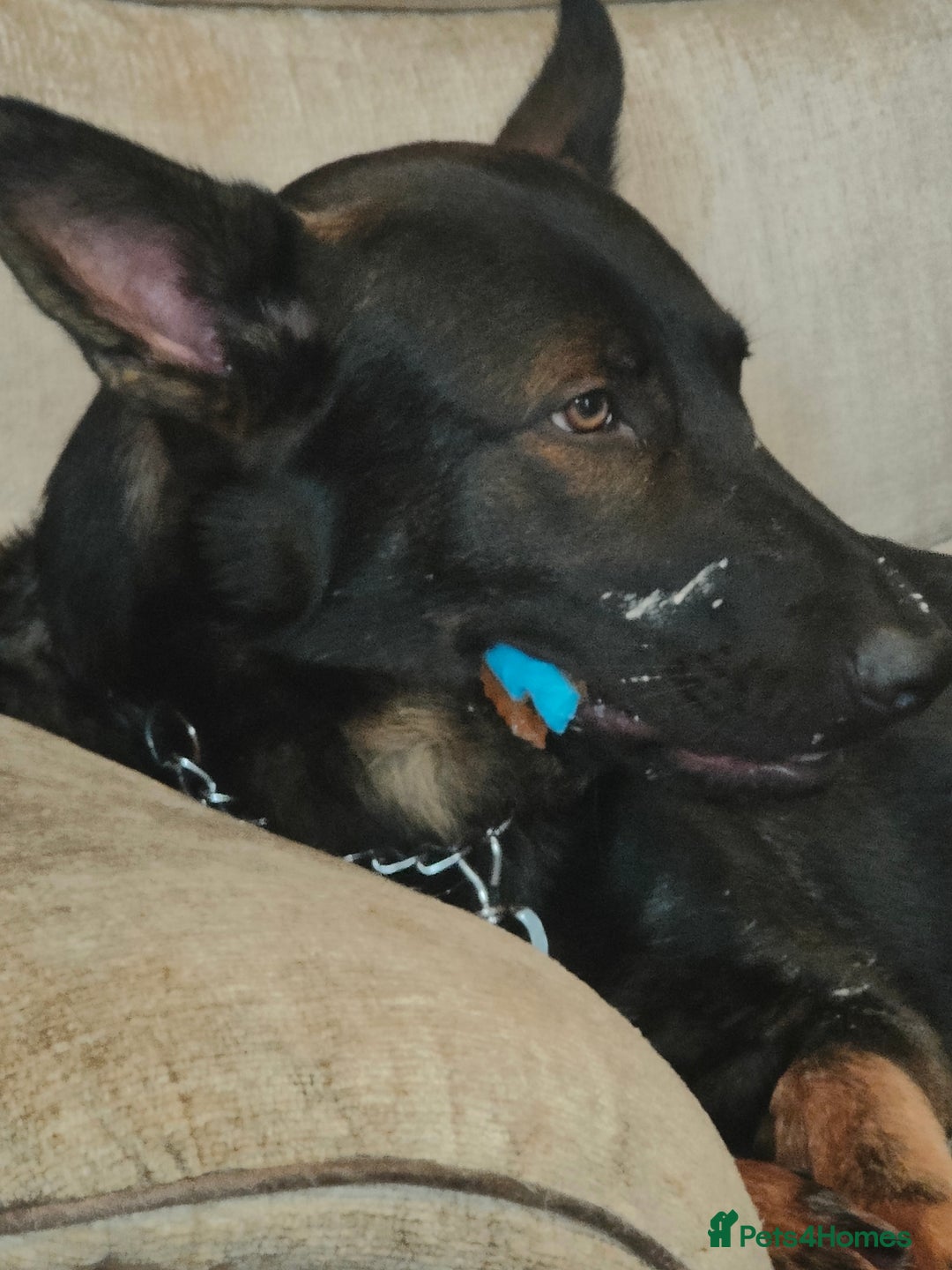 Belgian Shepherd Dog dogs for sale: Lovely energetic 21 month old - Image 3