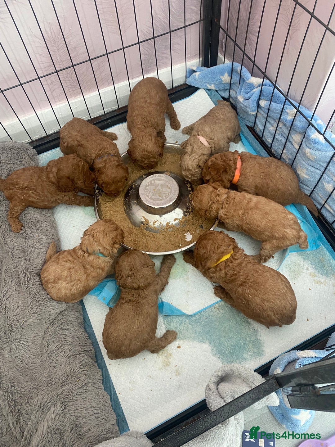 Cavapoo dogs for sale: Cavapoo puppy’s  - Image 3