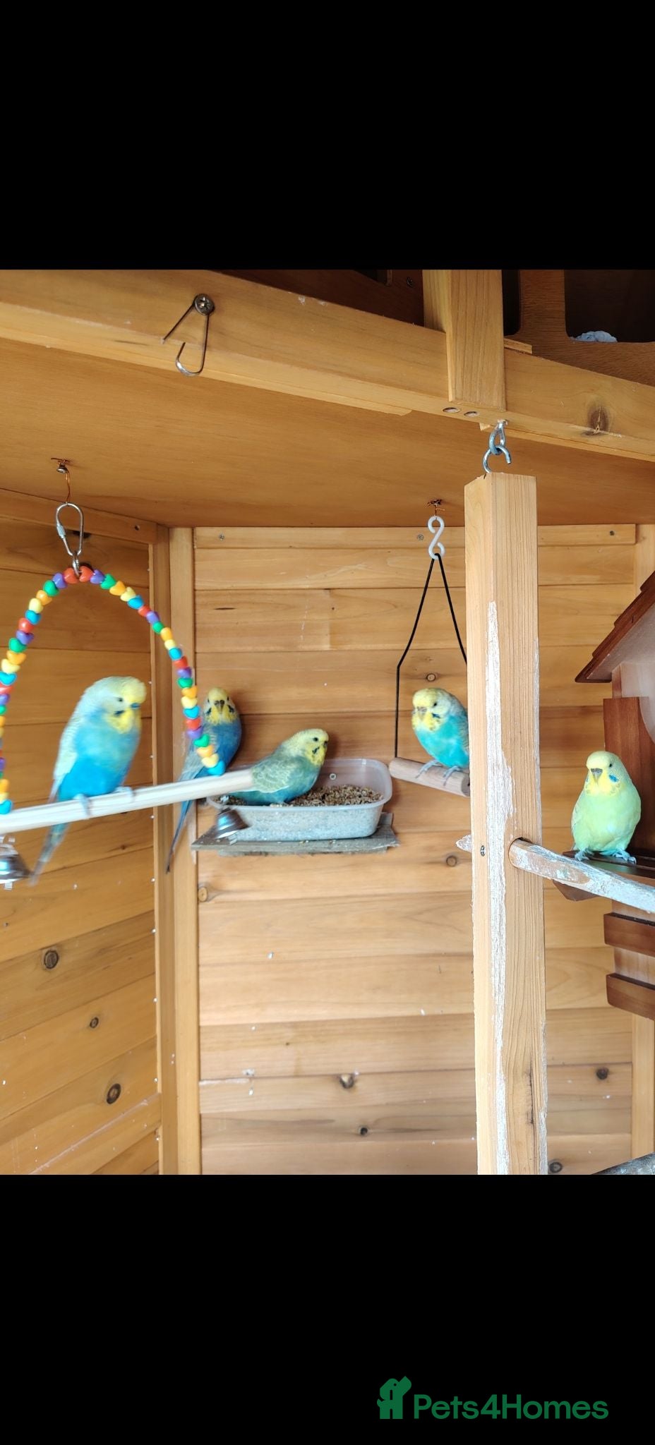 Budgerigars birds FREE TO KNOWLEDGE HOME 5 VARIOUS COLOURED BUDGIES - Advert 12