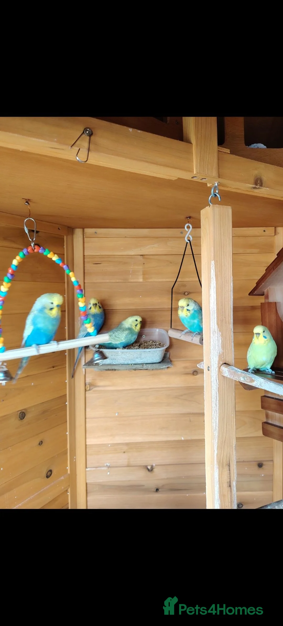 Budgerigars birds for sale: FREE TO KNOWLEDGE HOME 5 VARIOUS COLOURED BUDGIES in Scarborough - Advert 1