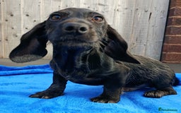 Miniature Dachshund dogs for sale: FULLY VAX MINI WIRE  PRA LAFORA CLEAR  - Image 3