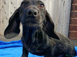 Miniature Dachshund dogs - Advert 15