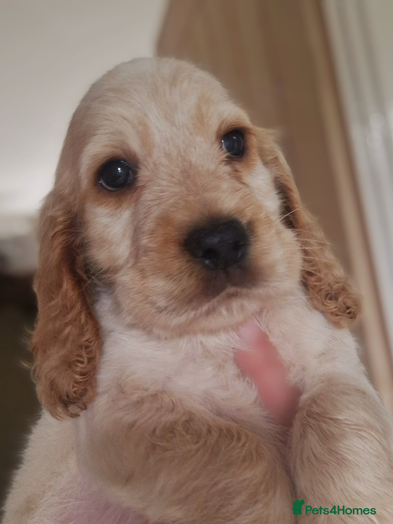 Cocker Spaniel dogs !!KC Registered Beautiful show Cocker Spaniels!!!  - Advert 4