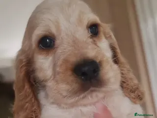 Cocker Spaniel dogs !!KC Registered Beautiful show Cocker Spaniels!!! - Advert 4