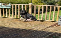 Mixed Breed dogs for sale: Our Nala looking for her forever home. - Image 4