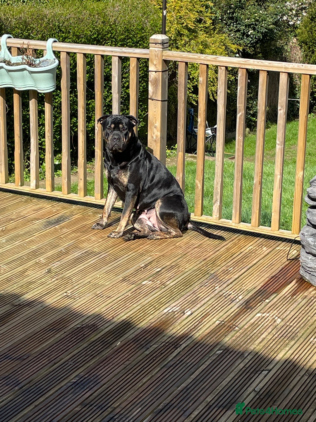 Mixed Breed dogs for sale: Our Nala looking for her forever home. - Image 4