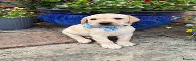 Labrador Retriever 3