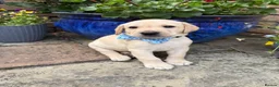 Labrador Retriever dogs for sale: 5 gorgeous Labrador puppies  in Cardiff - Advert 11