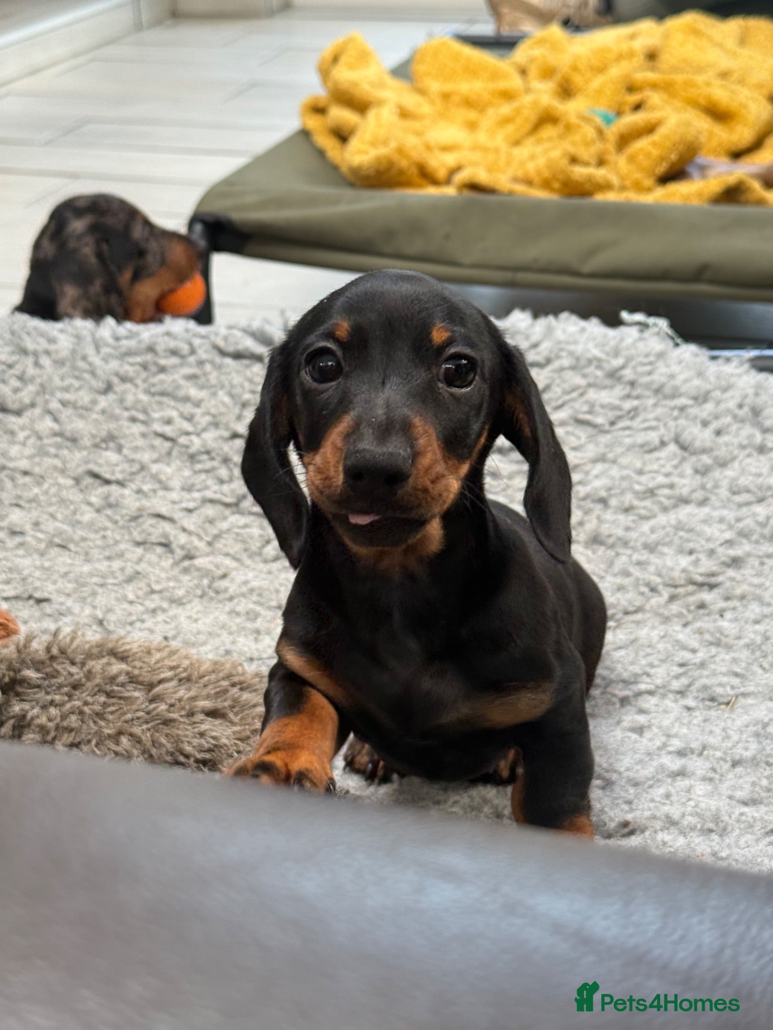 Miniature Dachshund dogs Beautiful KC registered Miniature Dachshund pup  - Advert 1