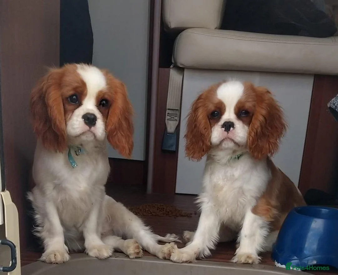 Cavalier King Charles Spaniel dogs for sale: Blenheim Boys - Advert 1