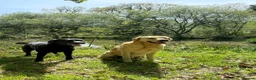 Labrador Retriever dogs for sale: Beautiful Black Bitch Puppy For Sale in Callington - Advert 6