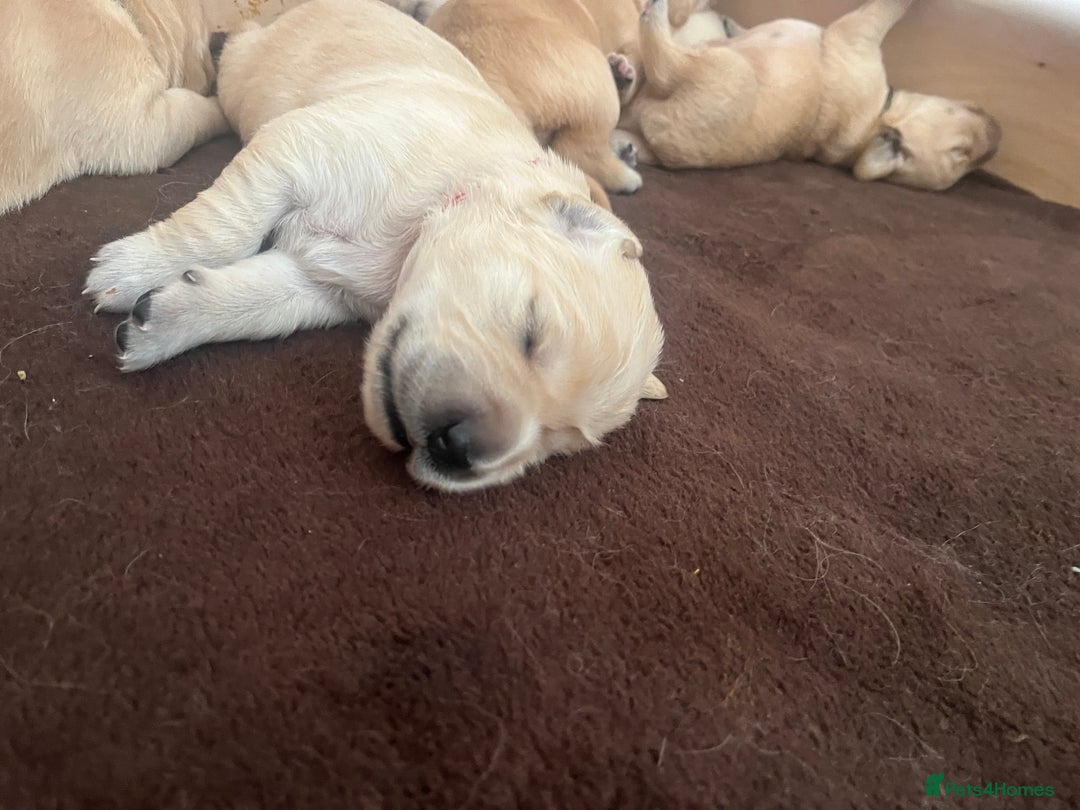 Golden Retriever dogs for sale: Pure bred Golden Retriever puppies - Image 19