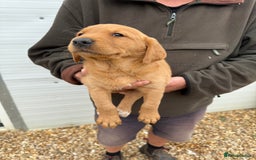 Goldador dogs for sale: Chunky dark red Goldador puppies  - Image 4
