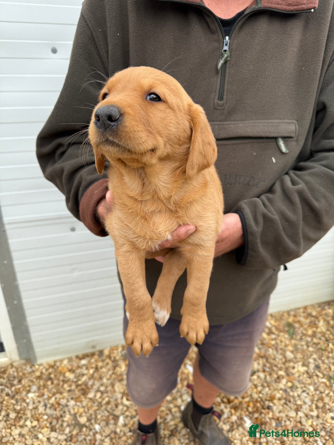 Goldador dogs for sale: Chunky dark red Goldador puppies  - Image 4