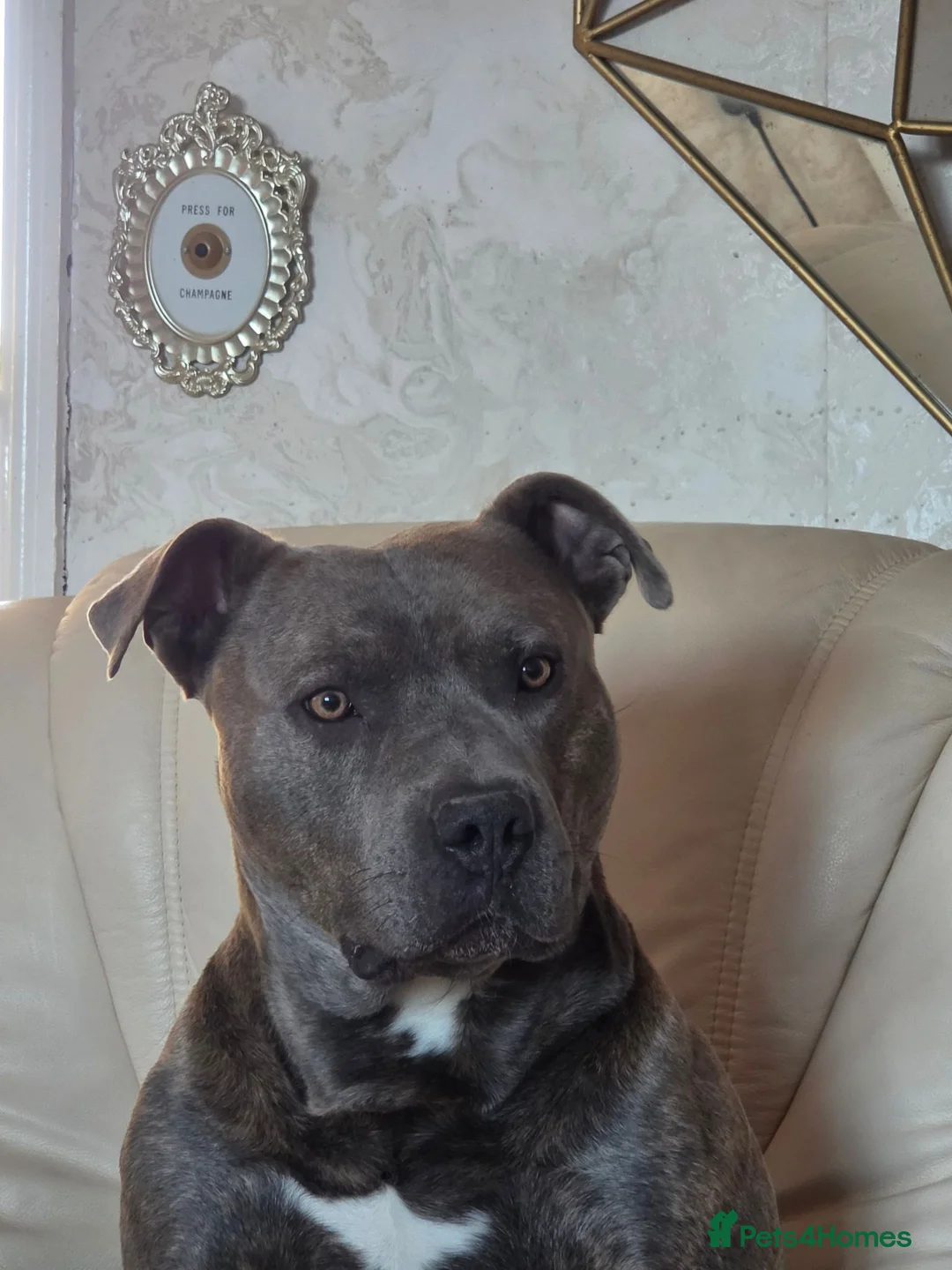 Mixed Breed dogs for sale: Staffy x - Advert 2