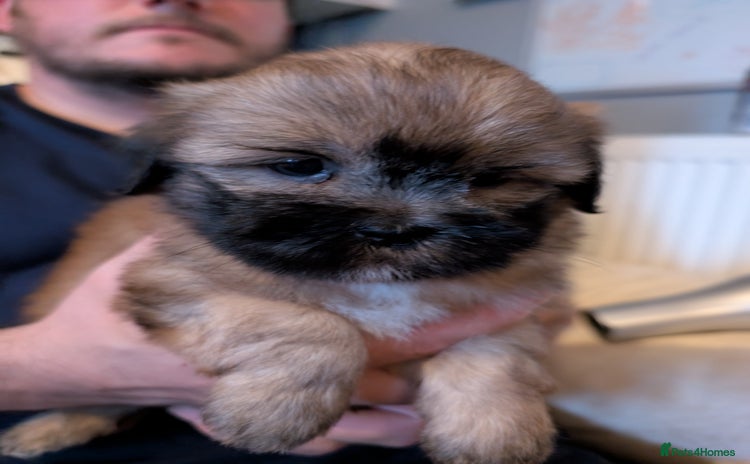 Shorkie dogs - Advert 1