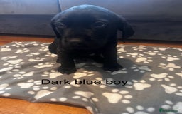 Labrador Retriever dogs for sale:  Labrador puppies - Ready now  in Aberdeen - Image 17