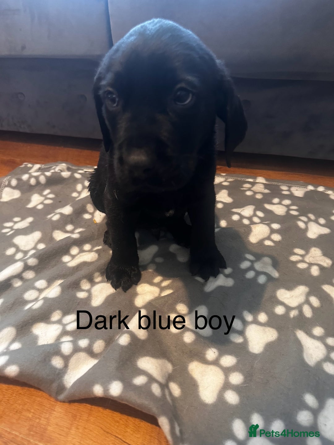 Labrador Retriever dogs for sale:  Labrador puppies - Ready now  in Aberdeen - Image 17