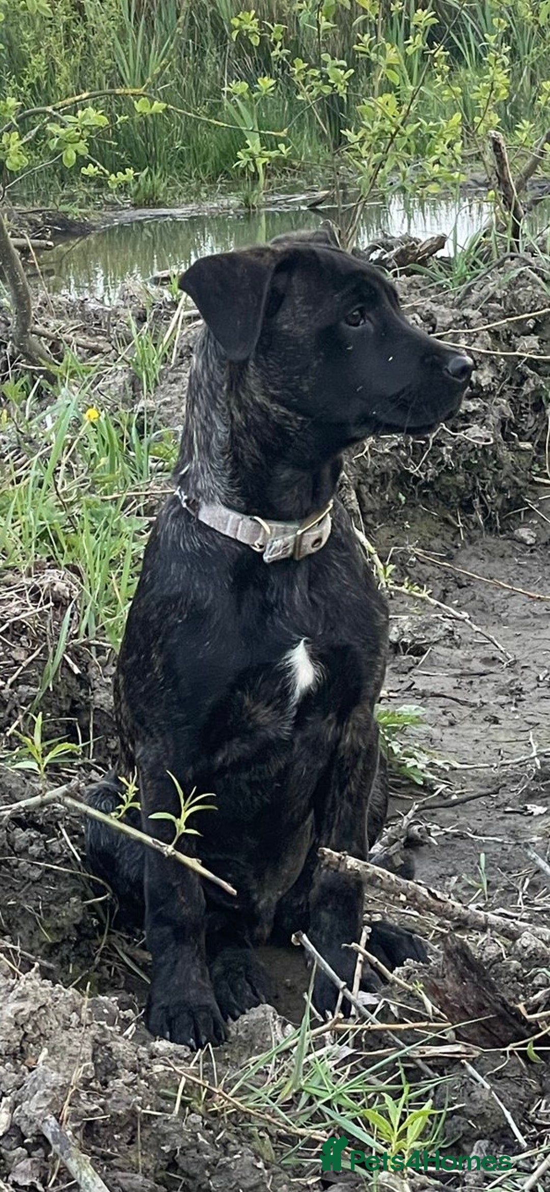 Mixed Breed dogs for sale: Belgian Malinois / Turkish Kangal / Cane Corso - Image 7