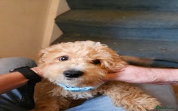 Cavapoo dogs for sale: Stunning Cavapoo Pup - Image 4