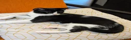 Mixed Breed cats for sale: Pair of Domestic Shorthair tuxedo kittens for sale - Advert 5